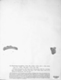 Hypomyces chrysospermus image